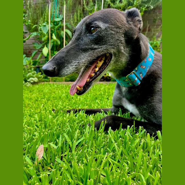 Photo of Jenny, They Greyhound