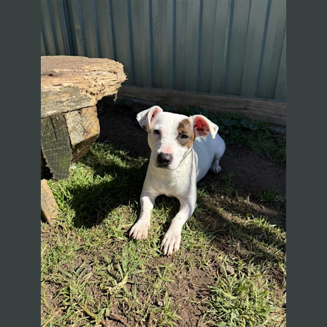 Photo of Penny