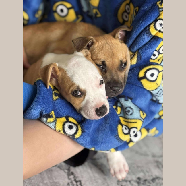 Photo of Rocco
