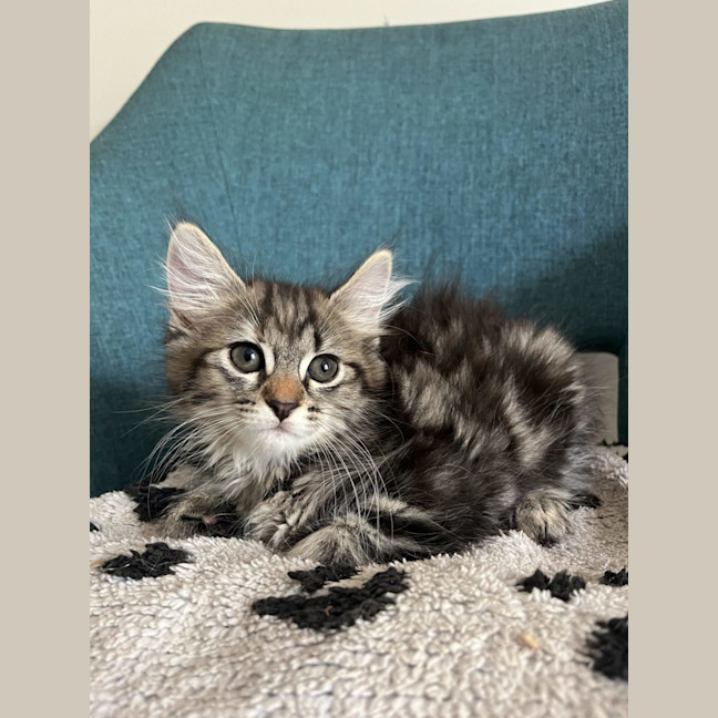 Photo of Willow   Available 18/1