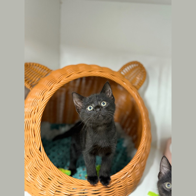 Photo of Ember