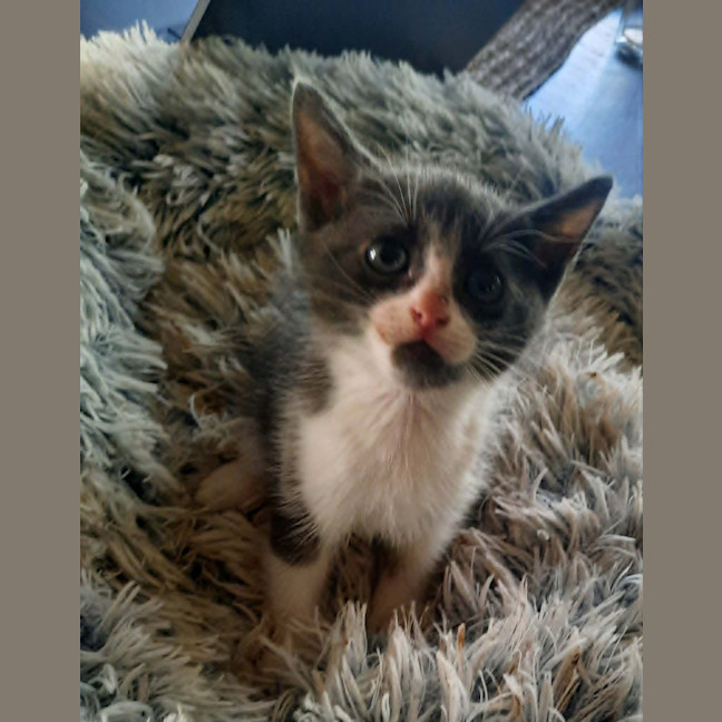 Photo of Brambles