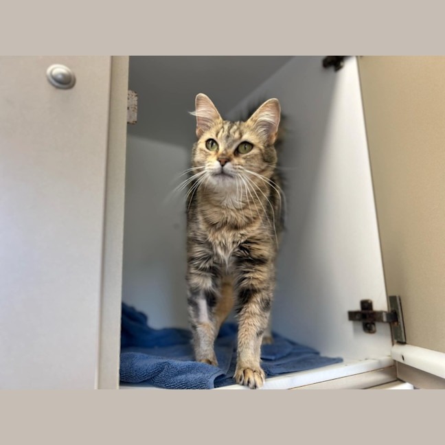 Photo of Caramel Latte *9 Lives Project Rescue*