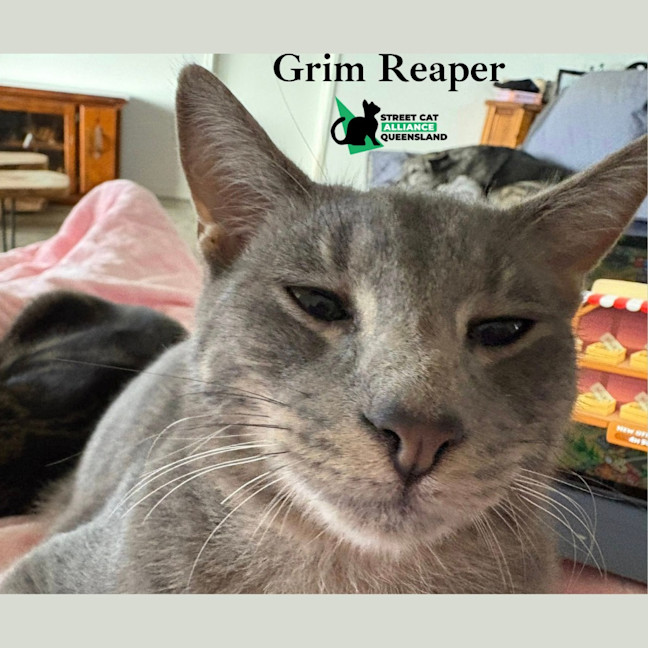 Photo of Grim Reaper