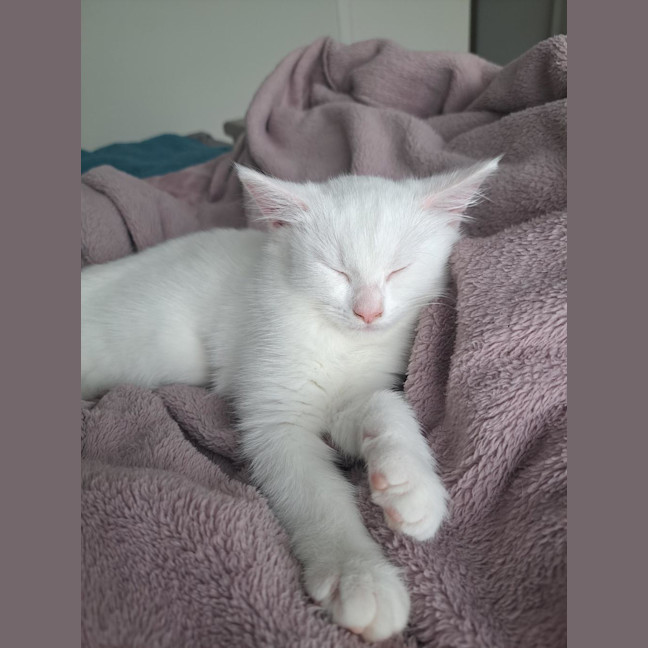 Photo of Chantilly (Was Sprinkles)