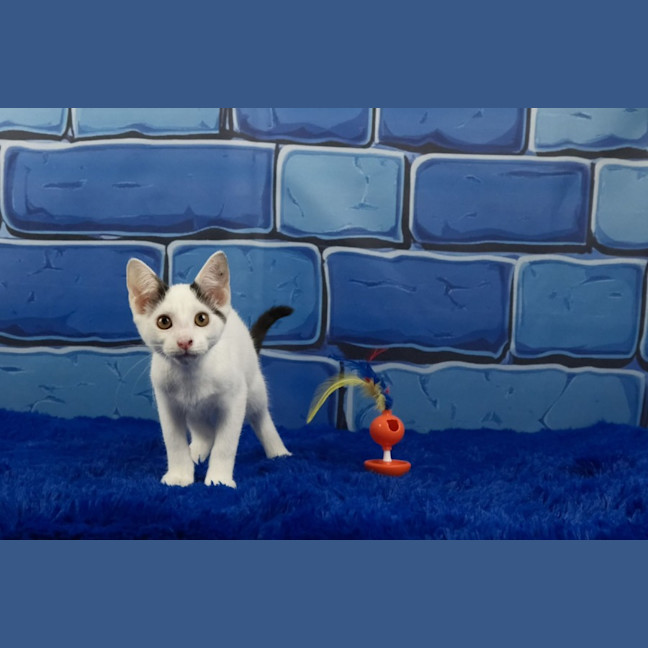 Photo of Dennis The Menace