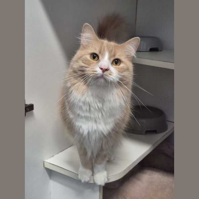 Photo of Marshmallow