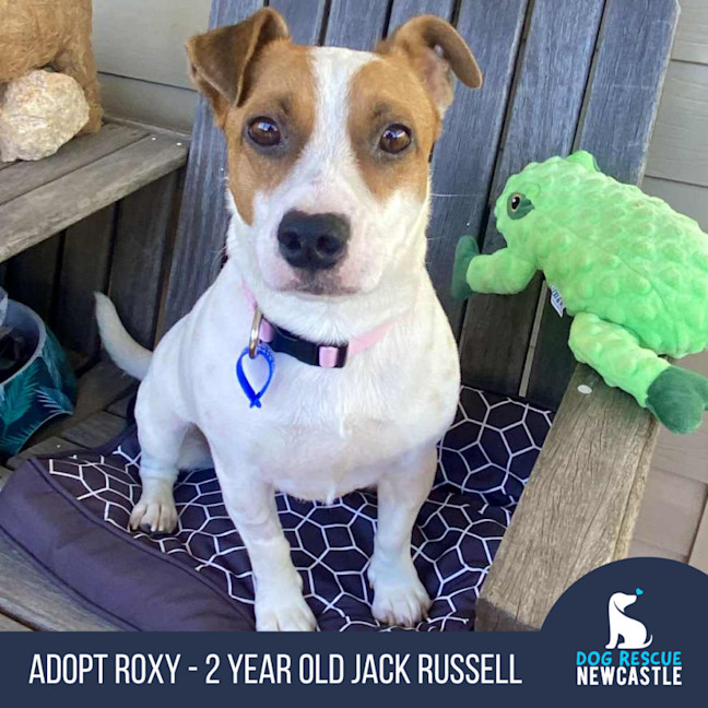 Photo of Roxy   2 Year Old Jack Russell