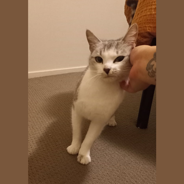 Photo of Banksia 🌺💐🌸