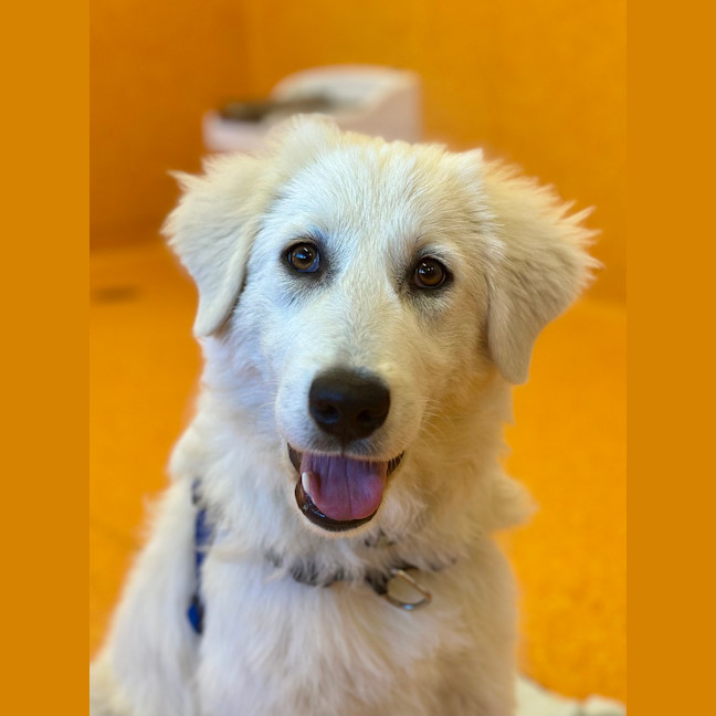 Photo of Luna
