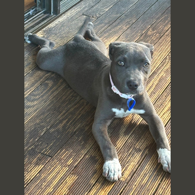 Photo of Rosie   5 Month Old American Staffy X