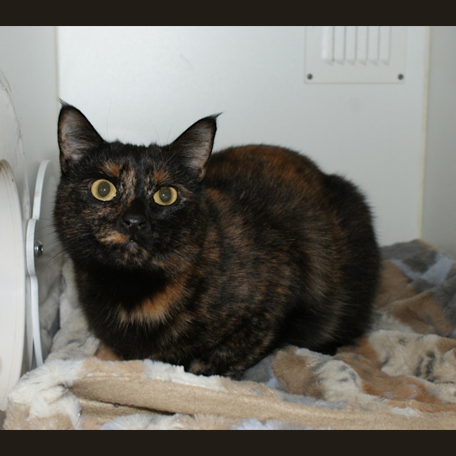 Photo of Cinta Rstk000994