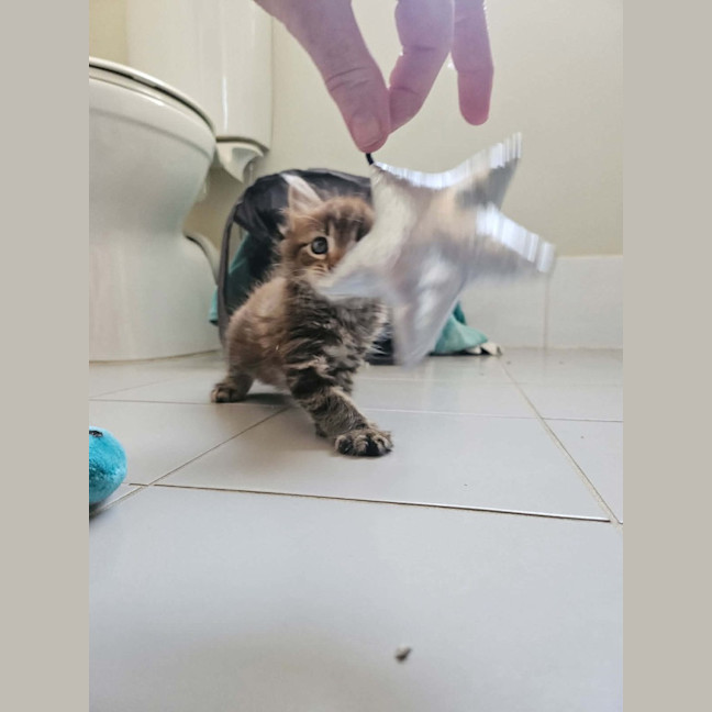 Photo of Rosa (Maisy)