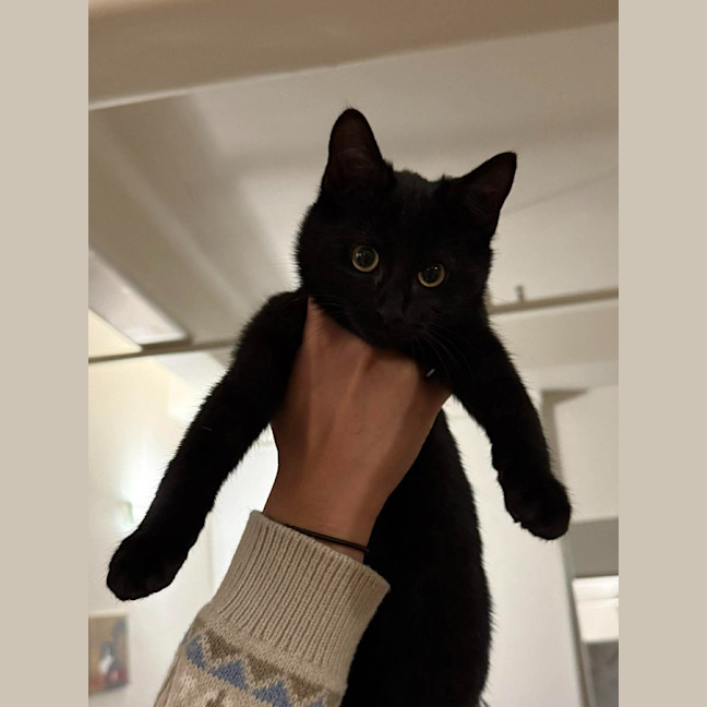 Photo of Poppy