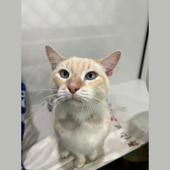 Photo of Snowball