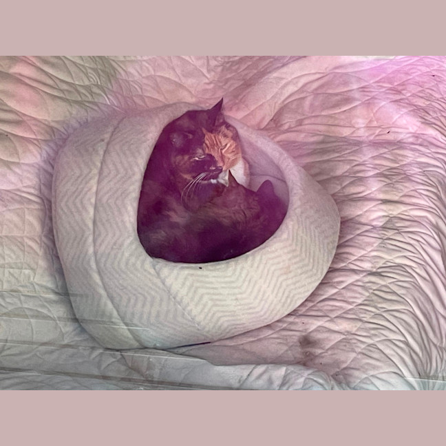 Photo of Chilli 🌺