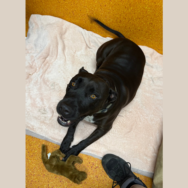 Photo of Tank