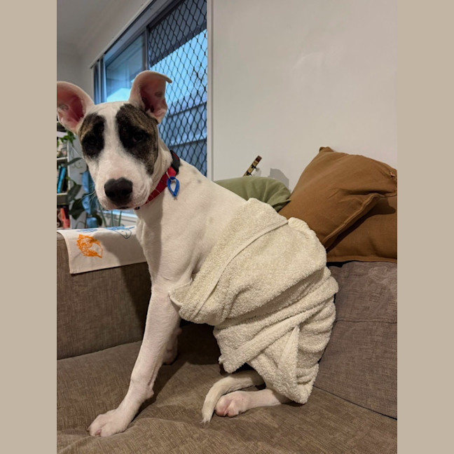 Photo of Suki
