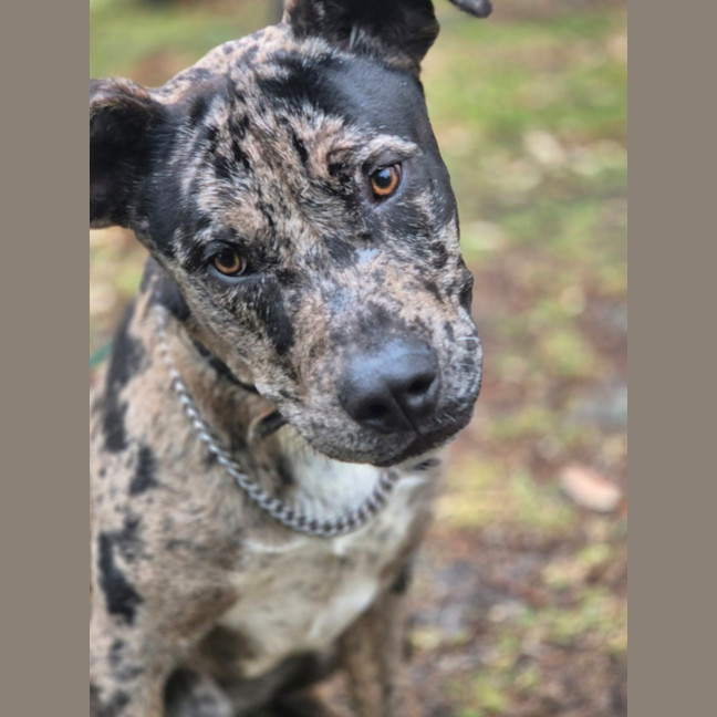 Photo of Louie