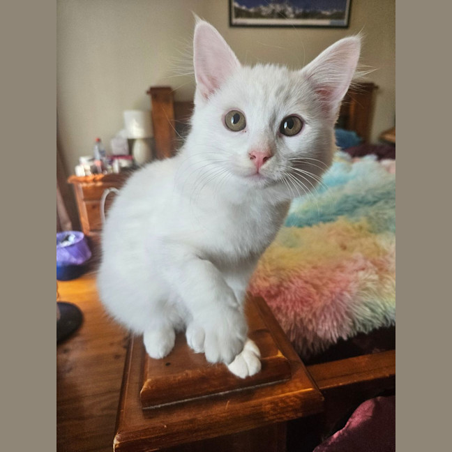 Photo of Thistle