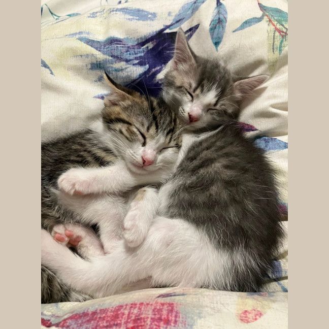 Photo of Audrey & Ava   8 Week Old Domestic Shorthair