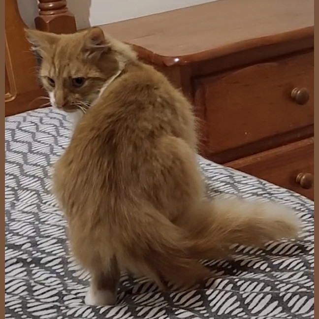 Photo of Biscotti