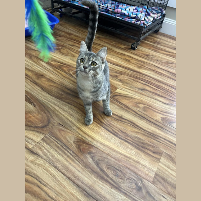 Photo of Rose   Now Available At Pe Tquarters Rutherford