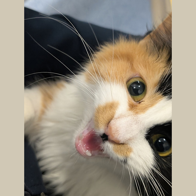 Photo of Cookie 