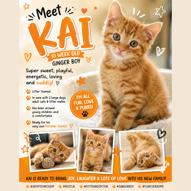 Photo of Kai 🐈🧡🧡