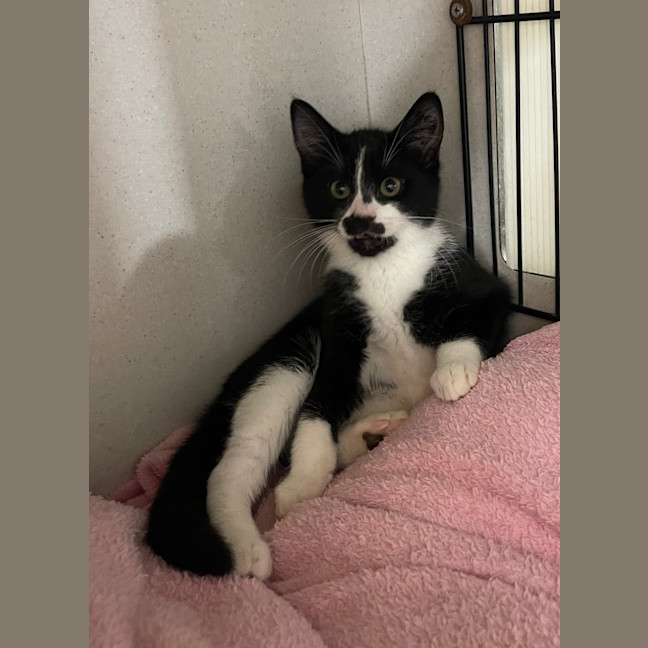 Photo of Milo