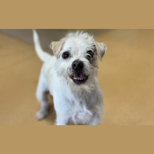 Photo of Buddy