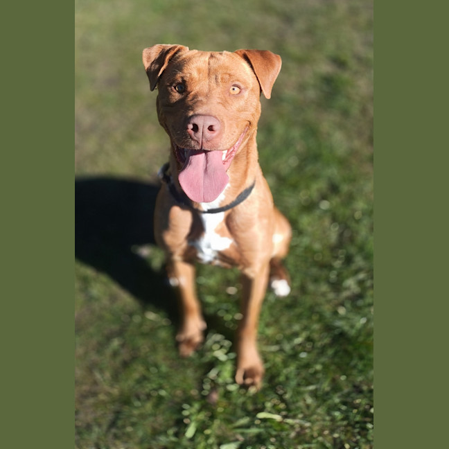 Photo of Shandy