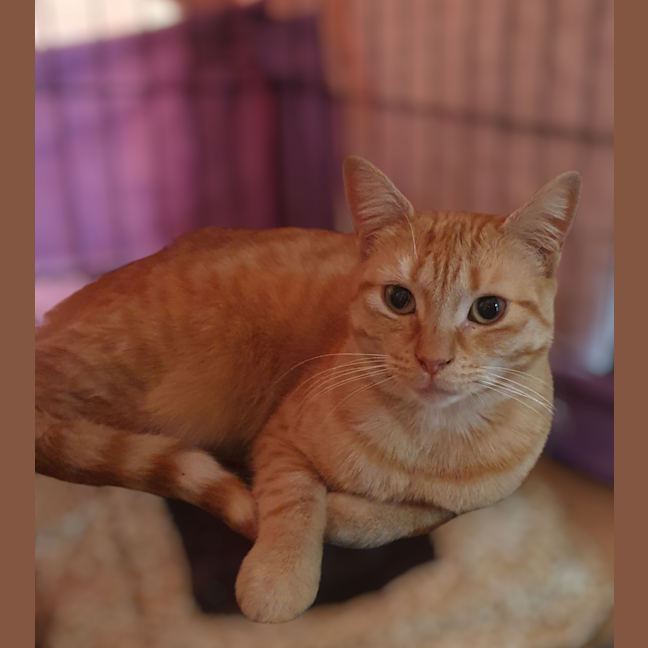 Photo of Buttercup