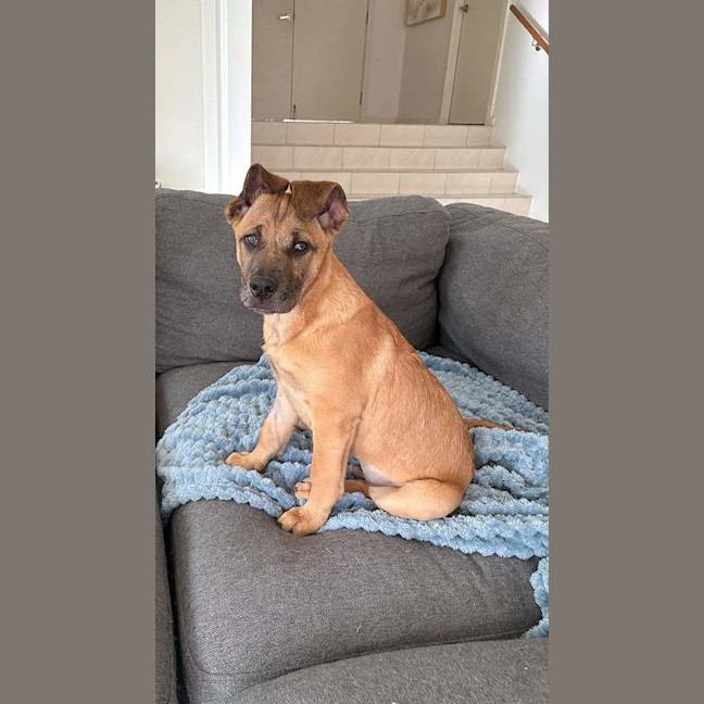 Photo of Tango