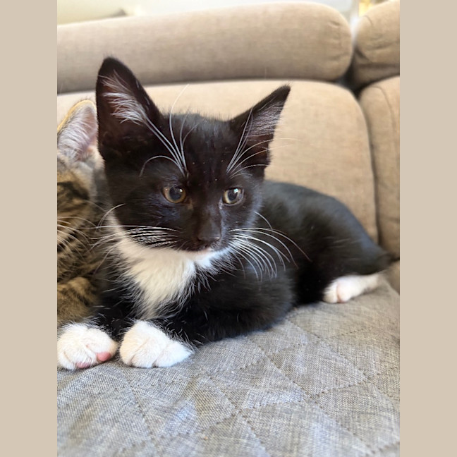 Photo of Ozzie
