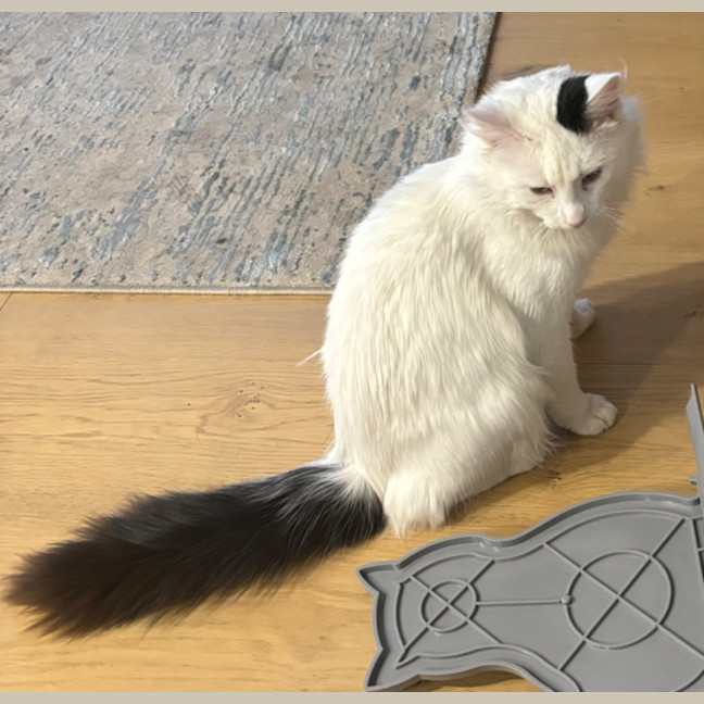 Photo of Chester
