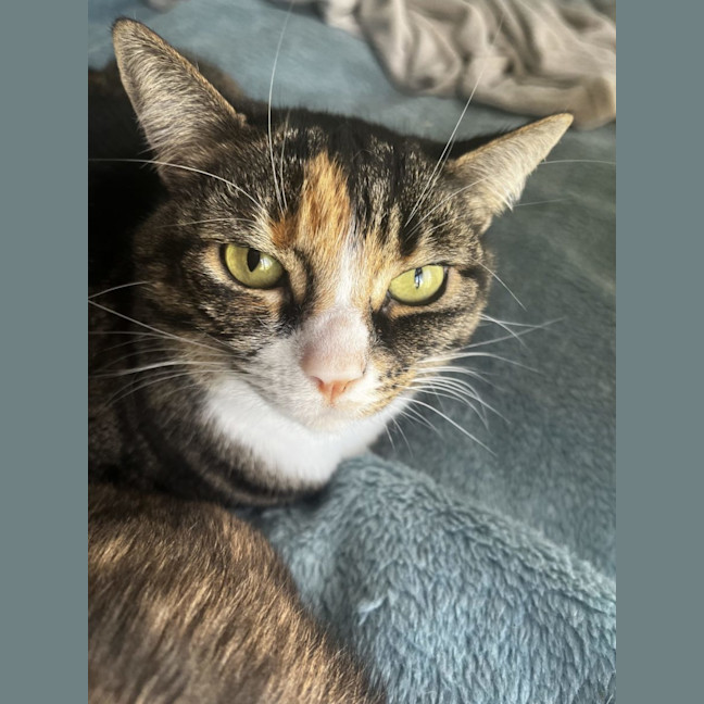 Photo of Bonnie Assisted Rehoming