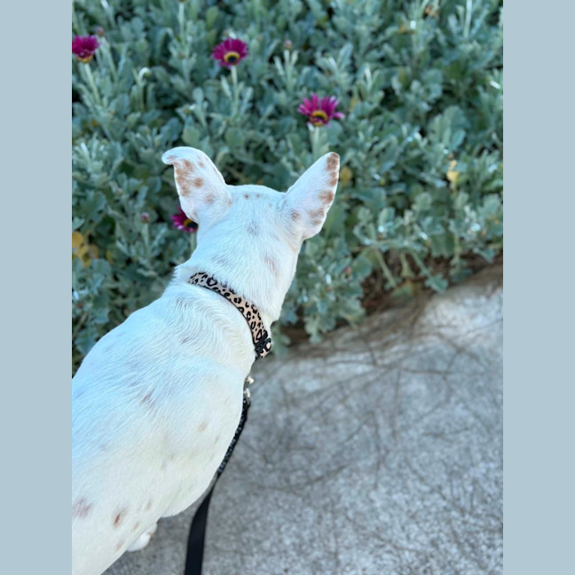 Photo of Molly