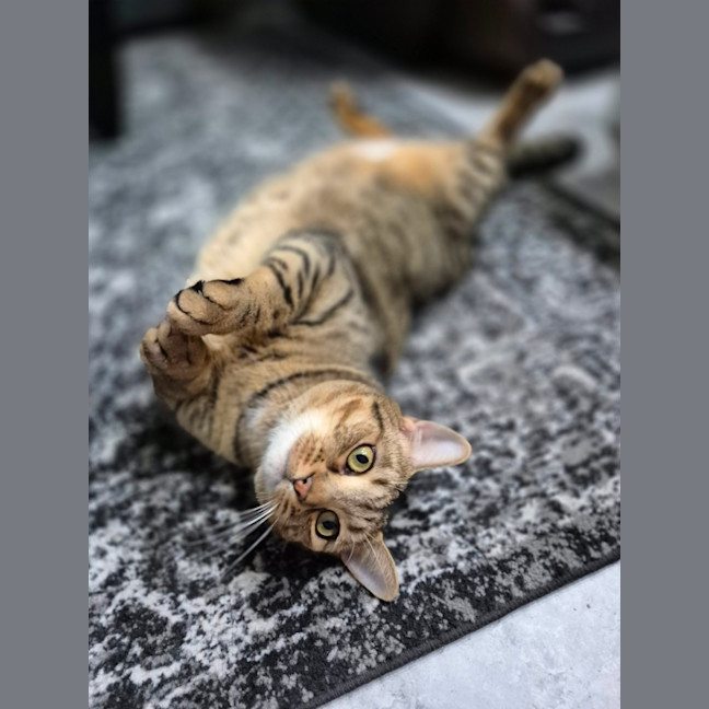 Photo of Nala 
