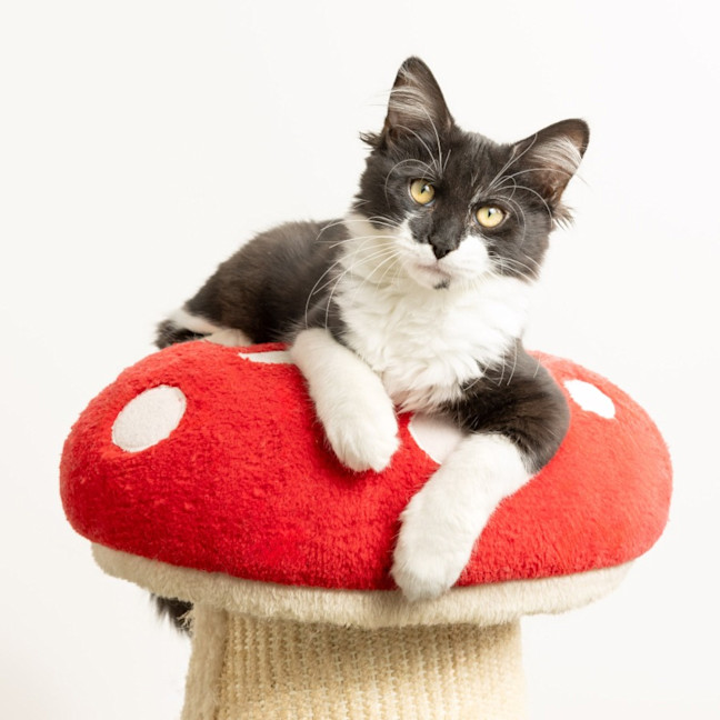 Photo of Upsy & Daisie