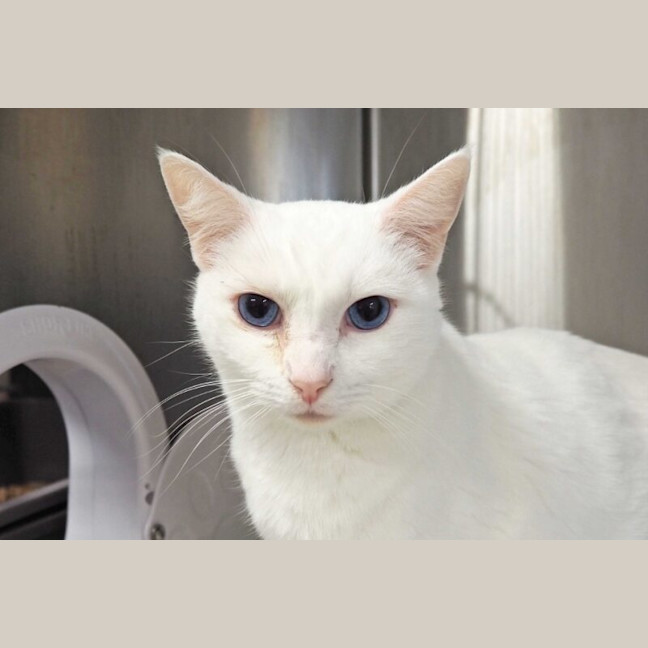 Photo of Mr Tony Now Tofu