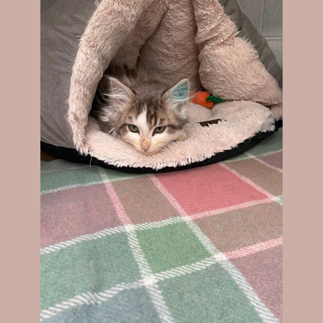 Photo of Mister