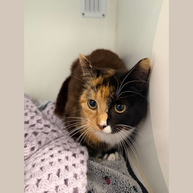 Photo of Nova 