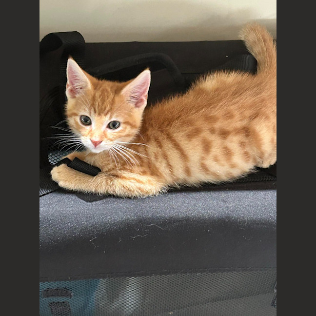 Photo of Dexter