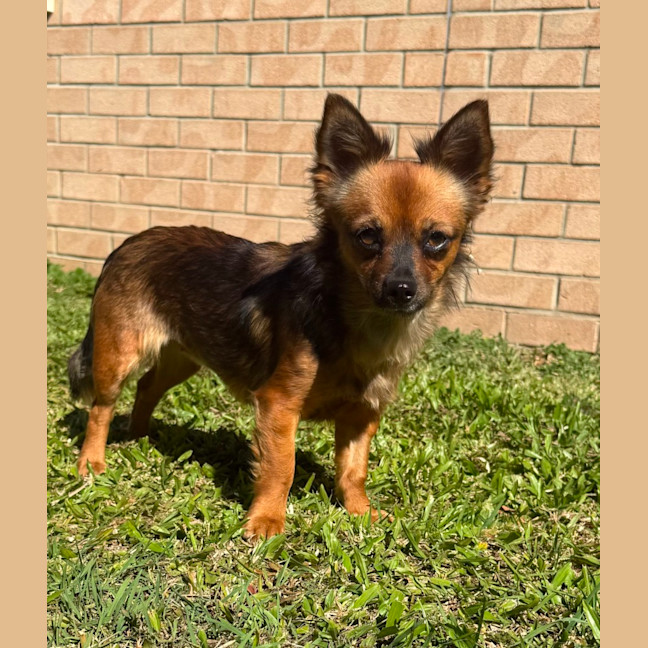 Photo of Phoenix