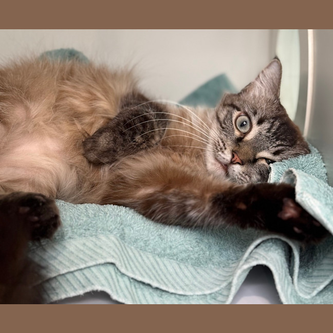 Photo of Dora