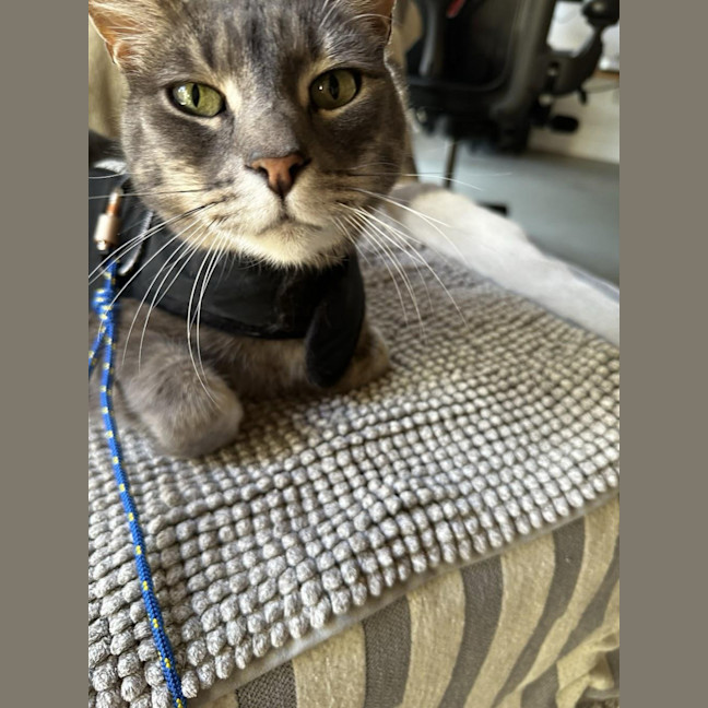 Photo of Nikko