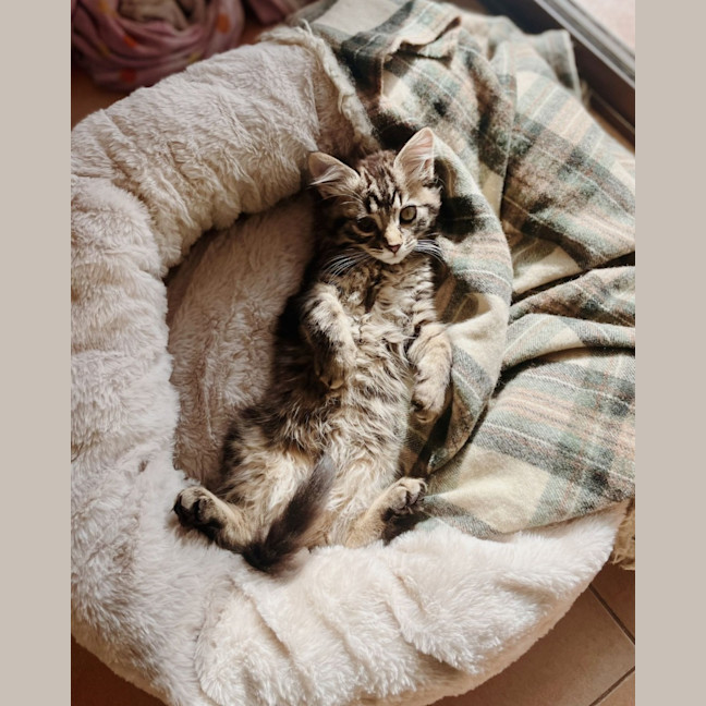 Photo of Riley