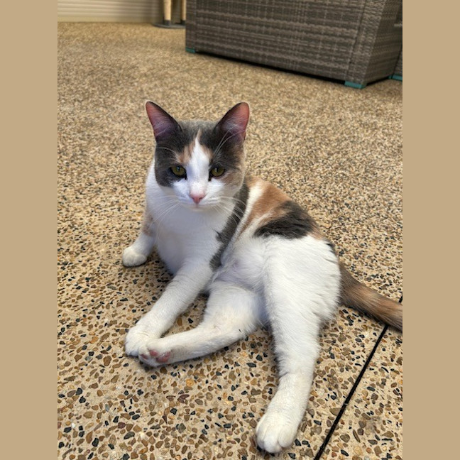 Photo of Dash & Hammy Chi