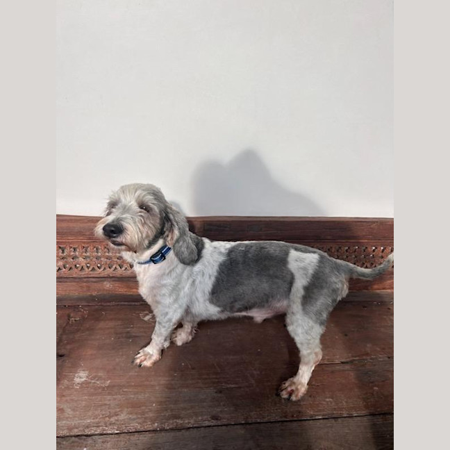 Photo of Rocky